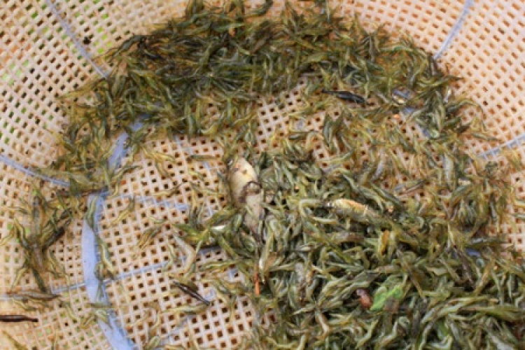 Miệt vườn Miệt vườn