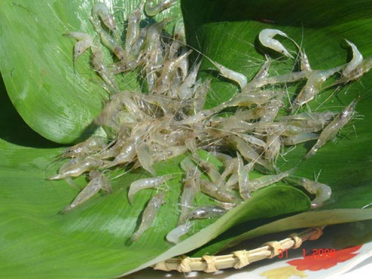 Miệt vườn Miệt vườn