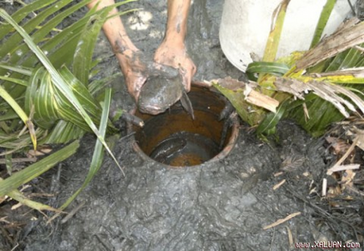 Miệt vườn