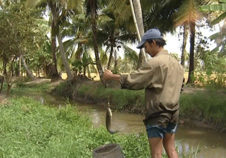Miệt vườn
