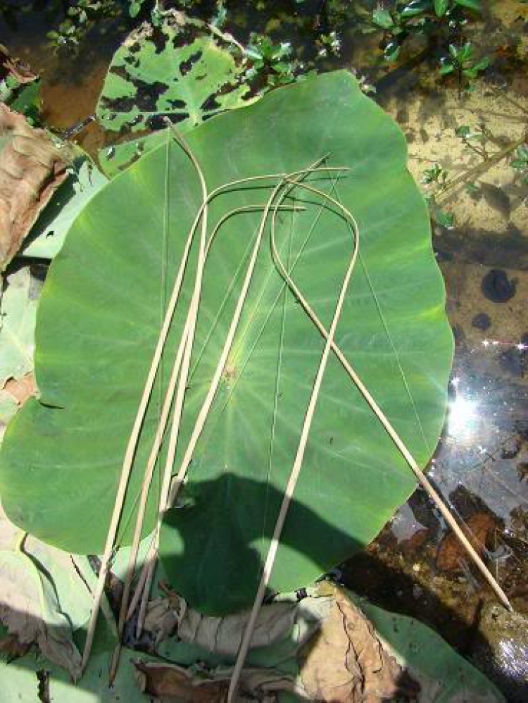 Miệt vườn