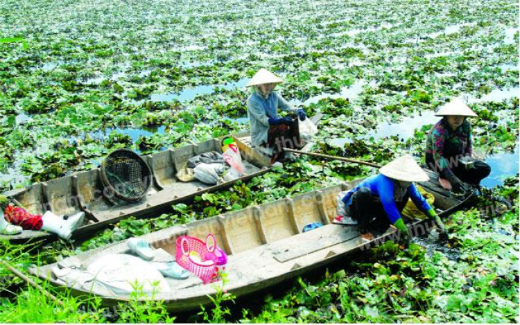 An Giang - Mùa Nước Nổi - cuộc sống mưu sinh.