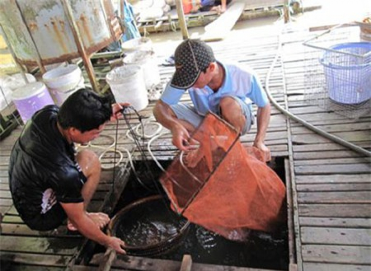 An Giang - Mùa Nước Nổi - cuộc sống mưu sinh.