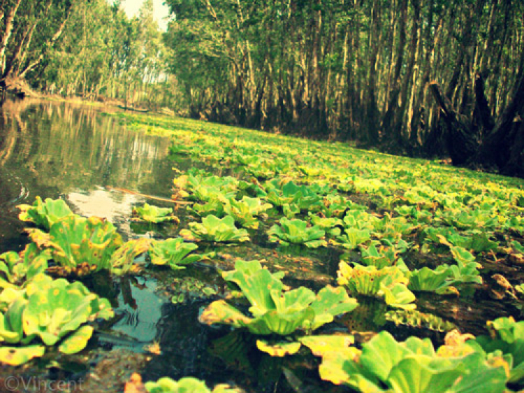 An Giang - Mùa Nước Nổi - cuộc sống mưu sinh.