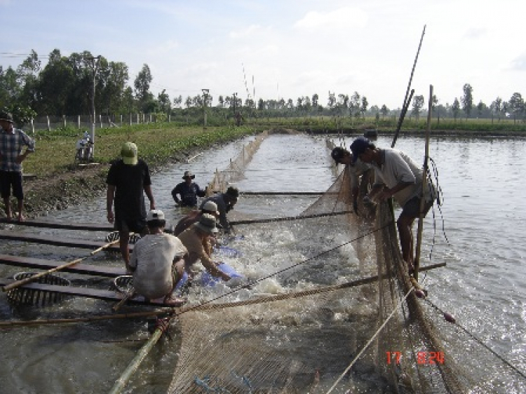 Miệt vườn Miệt vườn