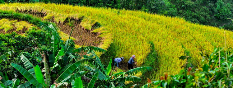 Lâu lâu về xóm quấy rầy tí xíu...