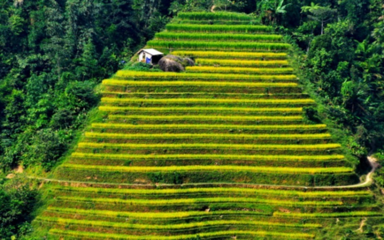 Lâu lâu về xóm quấy rầy tí xíu...