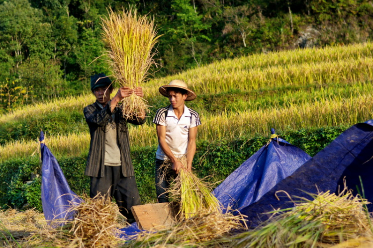 Lâu lâu về xóm quấy rầy tí xíu...