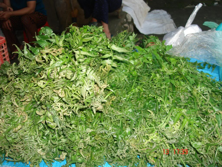2400 cây số vòng cung Tây Bắc-Đông Bắc cùng Wave alpha.