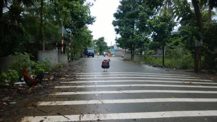 Xe đạp phượt Miền Tây mùa nước nổi - tham quan Cà Mau điểm cực Nam Tổ quốc Xe đạp phượt Miền Tây mùa nước nổi - tham quan Cà Mau điểm cực Nam Tổ quốc