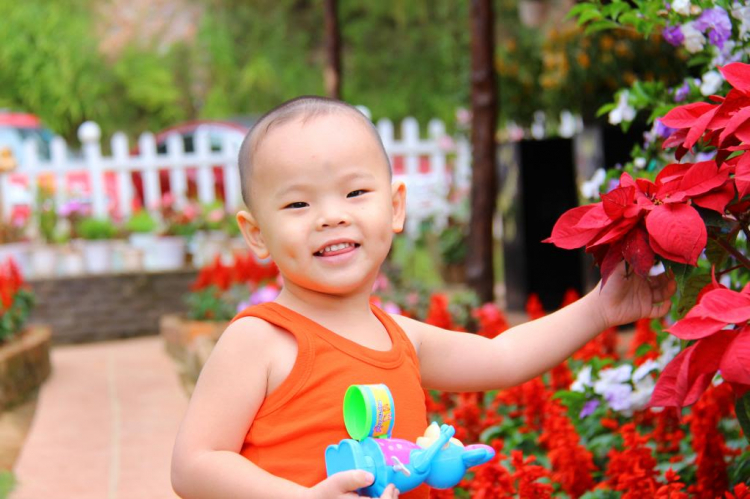 Hình Ảnh Đà Lạt cuối năm 2013 Hình Ảnh Đà Lạt cuối năm 2013