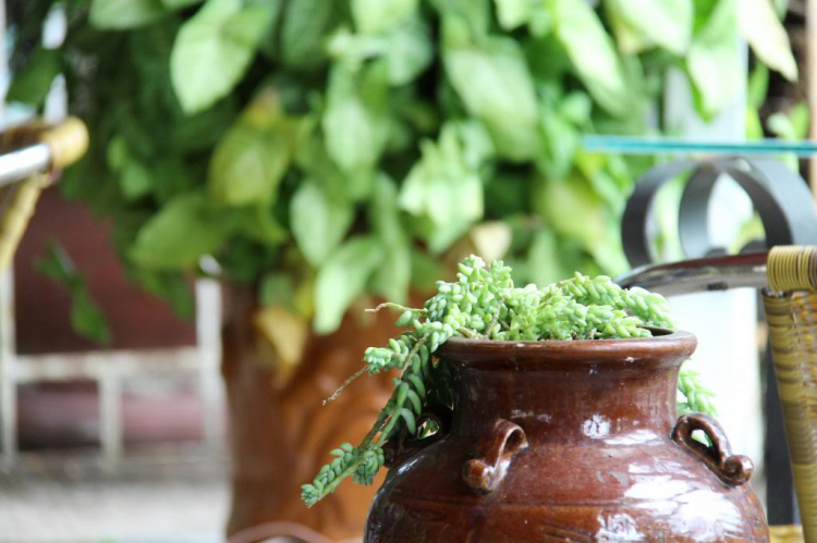 Hình Ảnh Đà Lạt cuối năm 2013 Hình Ảnh Đà Lạt cuối năm 2013