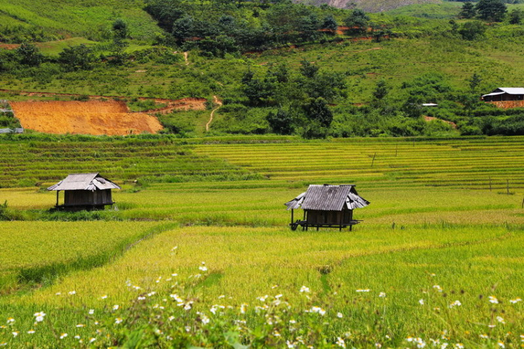 Mù Cang Chải - Mùa lúa chín cùng GLK-Club