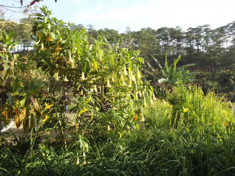 Tết Giáp Ngọ 2014 – Du Xuân Phố Núi! Tết Giáp Ngọ 2014 – Du Xuân Phố Núi!