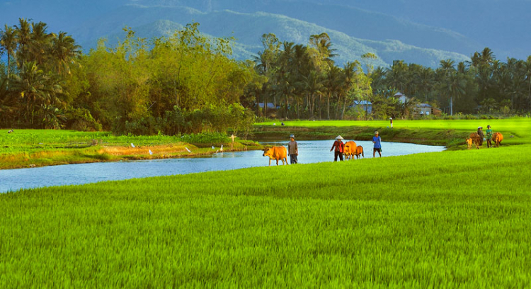 Đồng xanh với những cánh cò.