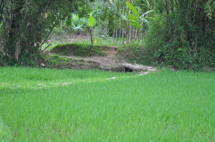 Đồng xanh với những cánh cò. Đồng xanh với những cánh cò.
