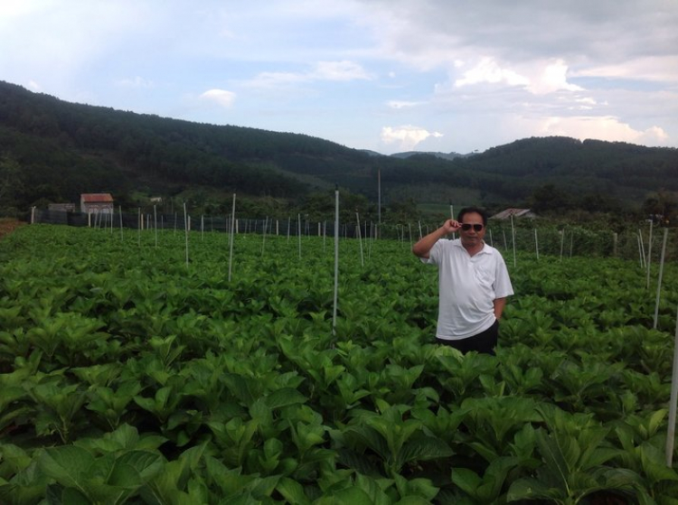 Hợp tác mở trang trại trồng hoa ở dalat