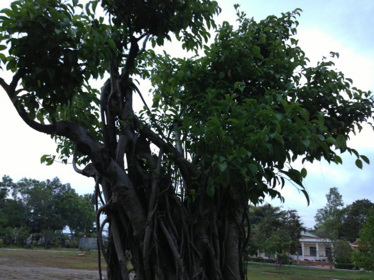 Cây cảnh