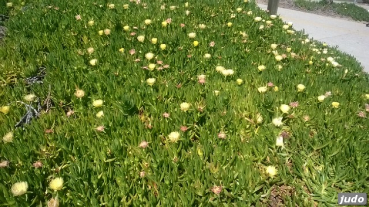 Người Việt ở Cali .....