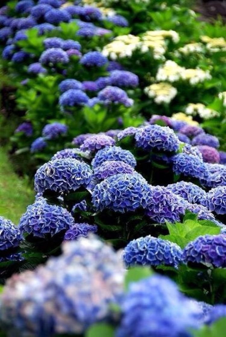 Hợp tác mở trang trại trồng hoa ở dalat Hợp tác mở trang trại trồng hoa ở dalat