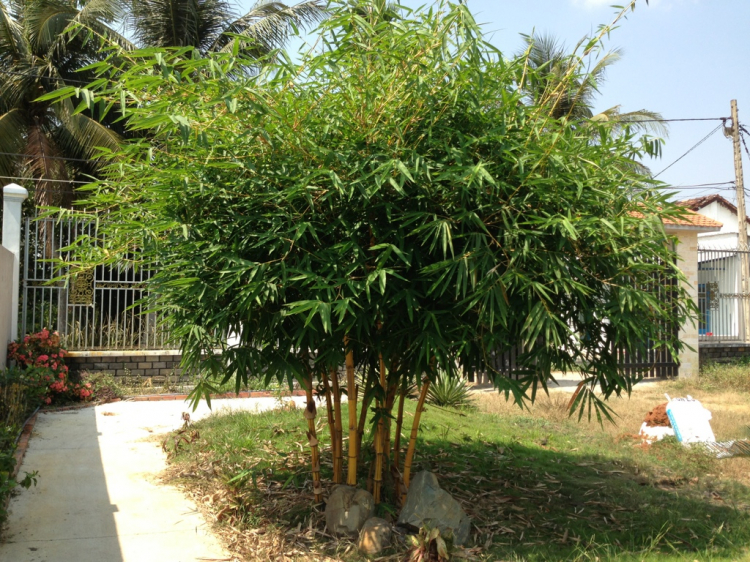 Em tìm nhà tư vấn thiết kế, thi công biệt thự phố. Em tìm nhà tư vấn thiết kế, thi công biệt thự phố.