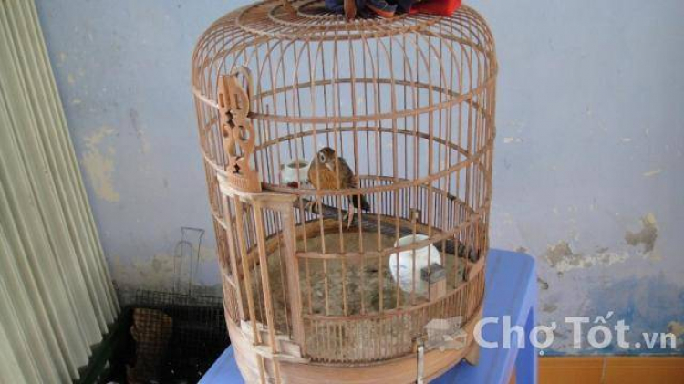 Chim Họa Mi Trống, Mái Hót Đấu Cực Hay, Đẹp, Giá Rẻ Hà Nội Chim Họa Mi Trống, Mái Hót Đấu Cực Hay, Đẹp, Giá Rẻ Hà Nội