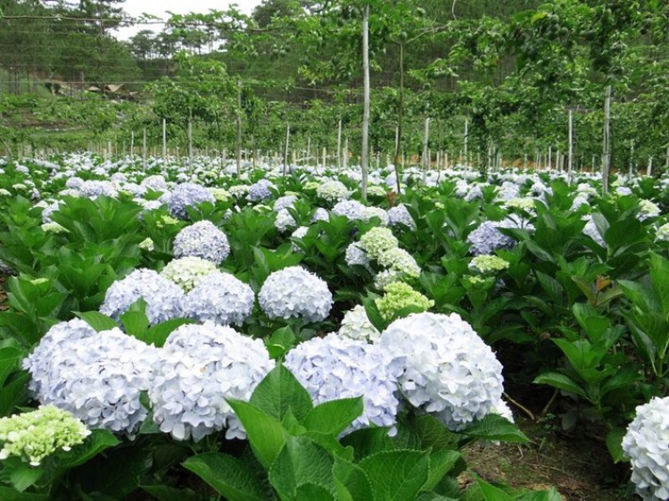 Hợp tác mở trang trại trồng hoa ở dalat Hợp tác mở trang trại trồng hoa ở dalat