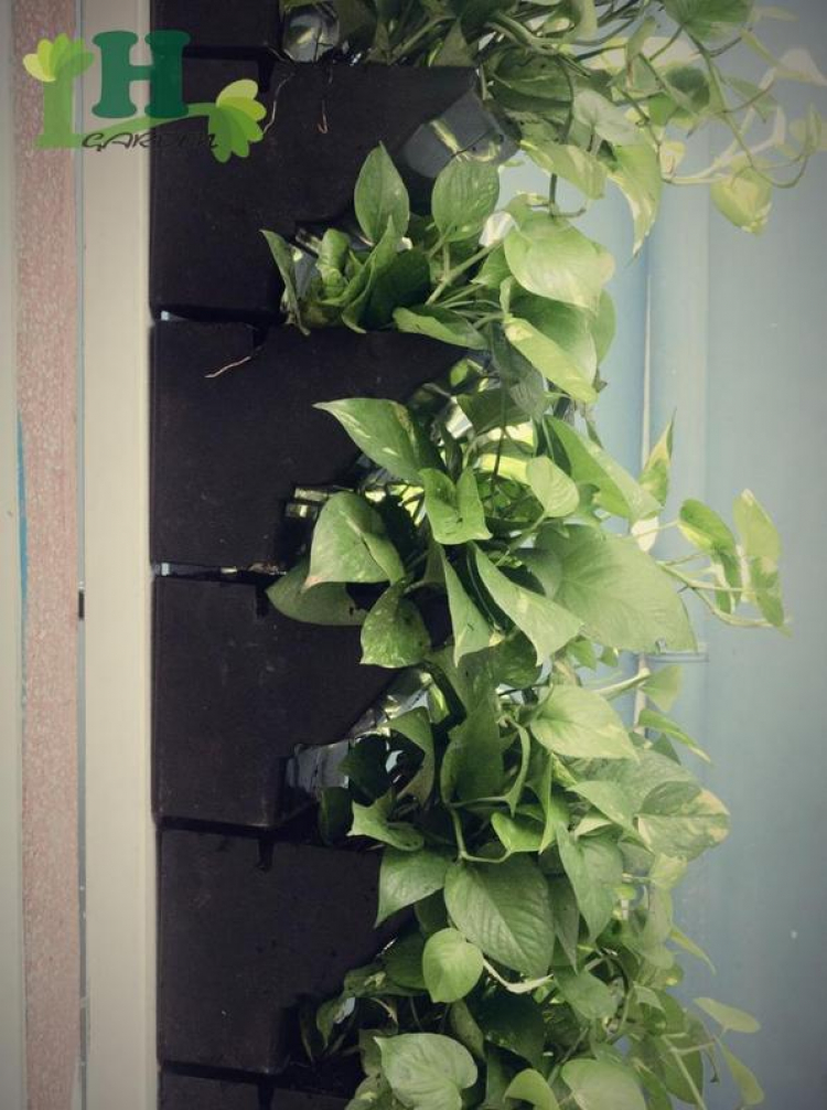 Vườn xanh trên tường (Green Wall) _ Xu thế mới cho mảng xanh đô thị.