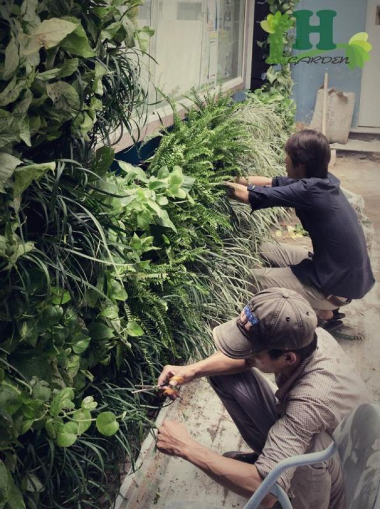 Vườn xanh trên tường (Green Wall) _ Xu thế mới cho mảng xanh đô thị.