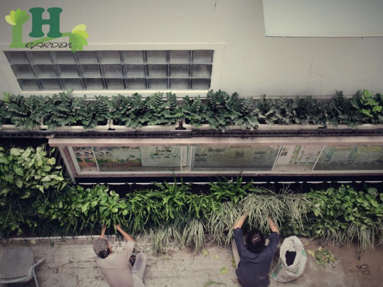 Vườn xanh trên tường (Green Wall) _ Xu thế mới cho mảng xanh đô thị.