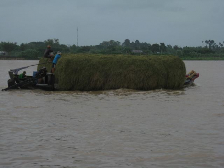 Phượt bụi Thất Sơn