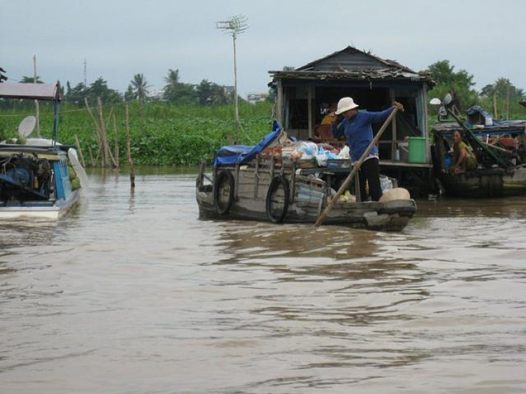 Cá Linh Mùa Nước Nổi