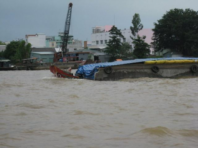 Cá Linh Mùa Nước Nổi