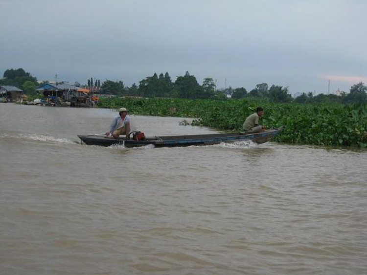 Cá Linh Mùa Nước Nổi