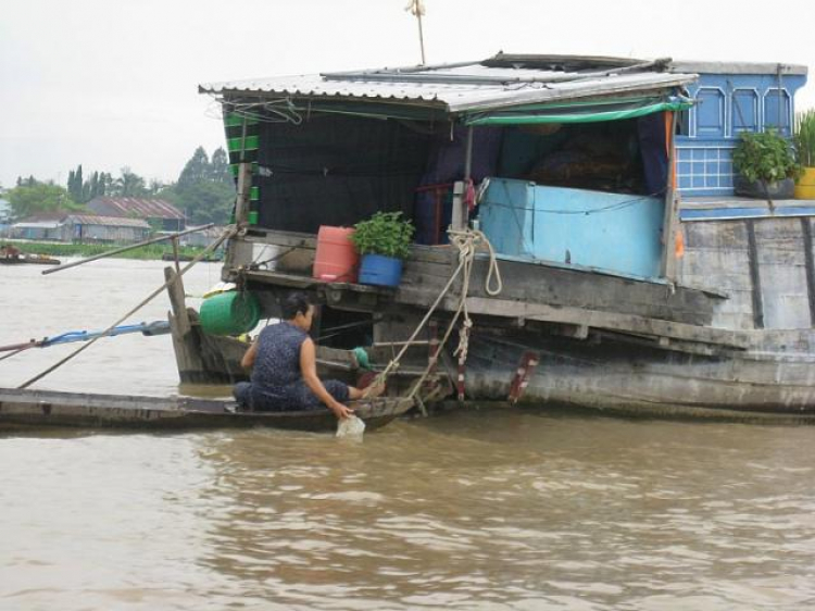 Cá Linh Mùa Nước Nổi