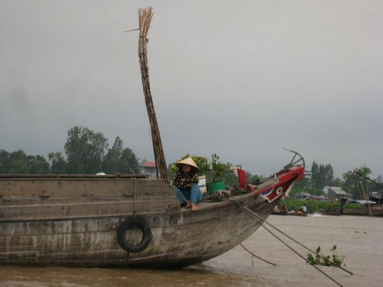 Cá Linh Mùa Nước Nổi