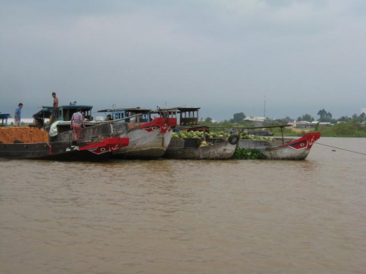 Cá Linh Mùa Nước Nổi