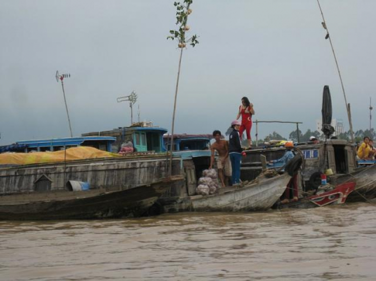 Cá Linh Mùa Nước Nổi