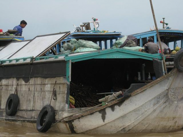 Cá Linh Mùa Nước Nổi