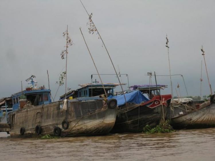 Cá Linh Mùa Nước Nổi