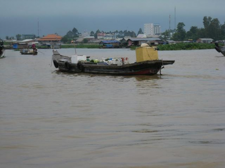 Cá Linh Mùa Nước Nổi Cá Linh Mùa Nước Nổi