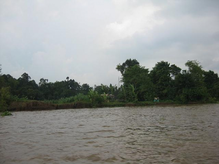 Cá Linh Mùa Nước Nổi Cá Linh Mùa Nước Nổi