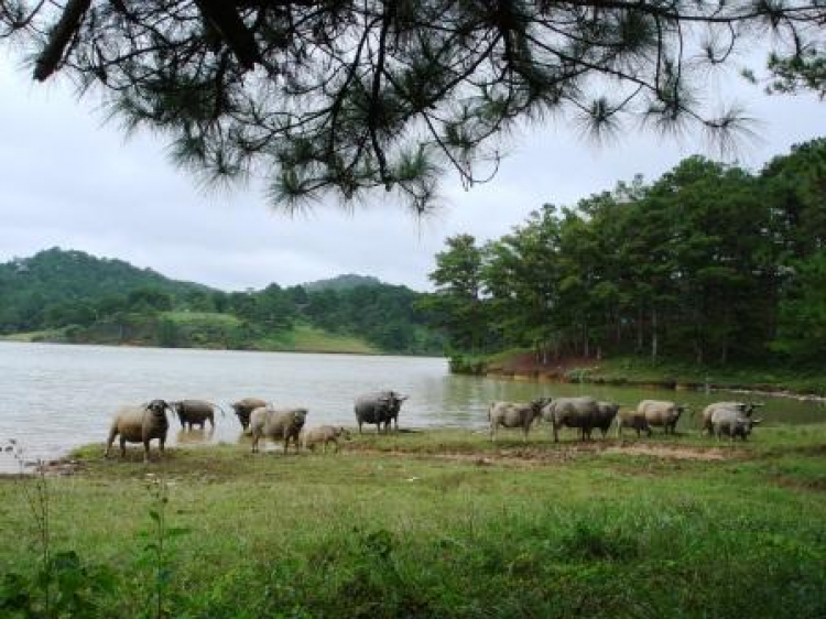 DALAT GIỜ CHỈ CÒN TRONG KÝ ỨC