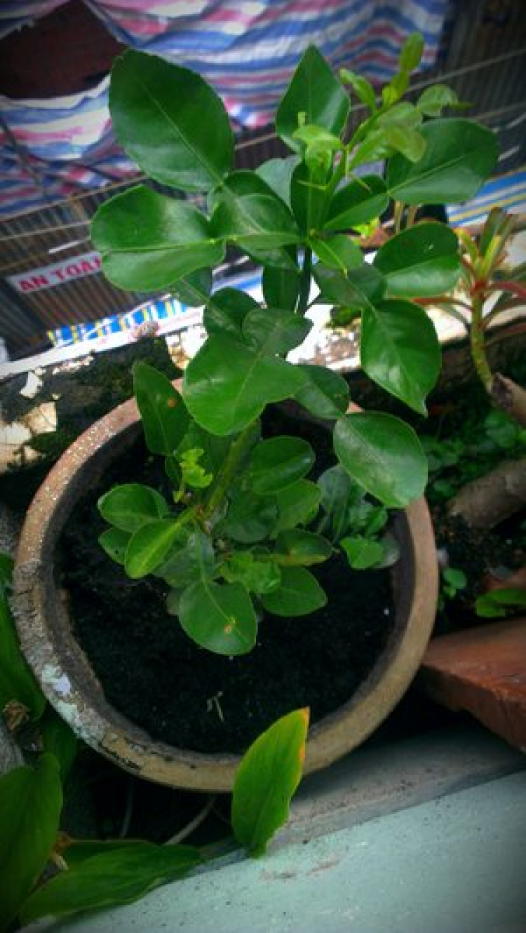 GẶP NHAU NHẸO GIỮA TUẦN
