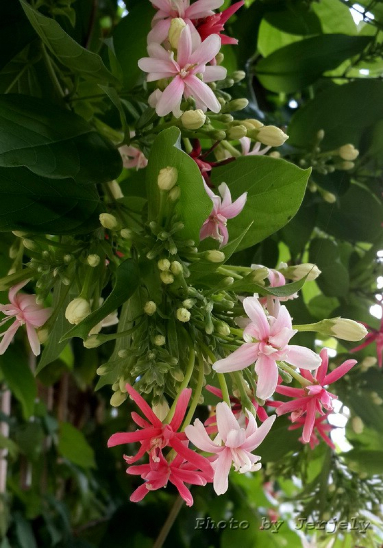 Vườn hoa của ... các bác! Em mời các bác vào đây ... trồng hoa ạ! Vườn hoa của ... các bác! Em mời các bác vào đây ... trồng hoa ạ!