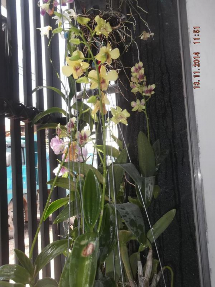 Sinh nhựt tháng 11 ngày 14/11 Sinh nhựt tháng 11 ngày 14/11