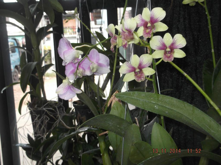 Sinh nhựt tháng 11 ngày 14/11 Sinh nhựt tháng 11 ngày 14/11