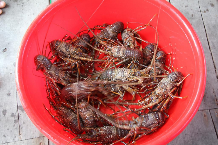 Em hỏi về Bình Ba
