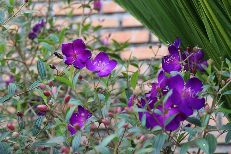 Vườn hoa của ... các bác! Em mời các bác vào đây ... trồng hoa ạ! Vườn hoa của ... các bác! Em mời các bác vào đây ... trồng hoa ạ!
