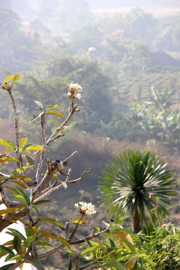 Vườn hoa của ... các bác! Em mời các bác vào đây ... trồng hoa ạ!